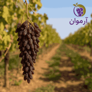 خرید کشمش ارگانیک